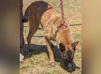 Zorro - Menschenfreund sucht sein Zuhause