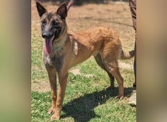 Zorro - menschenbezogener Rüde sucht sein Zuhause