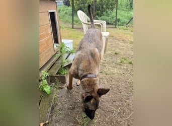 Herzenshund Max sucht sein Zuhause