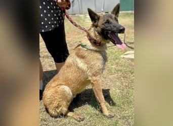 Zorro - Menschenfreund sucht sein Zuhause