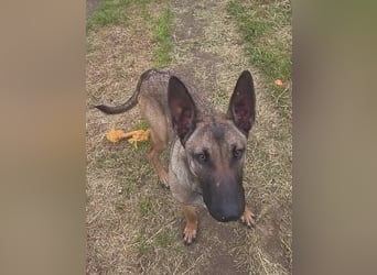 Herzenshund Max sucht sein Zuhause