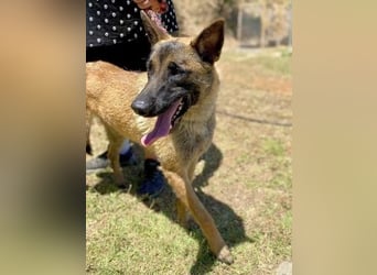 Zorro - menschenbezogener Rüde sucht sein Zuhause