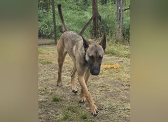 Herzenshund Max sucht sein Zuhause