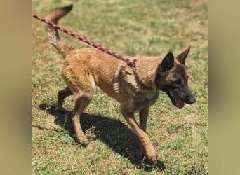 Zorro - Menschenfreund sucht sein Zuhause