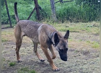 Herzenshund Max sucht sein Zuhause
