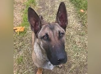 Herzenshund Max sucht sein Zuhause