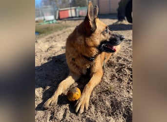 Phex sucht sein passendes Zuhause