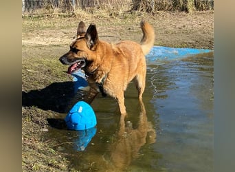 Phex sucht sein passendes Zuhause