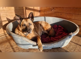 Phex sucht sein passendes Zuhause
