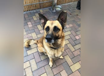 Phex sucht sein passendes Zuhause