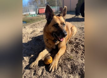 Phex sucht sein passendes Zuhause