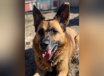 Phex sucht sein passendes Zuhause