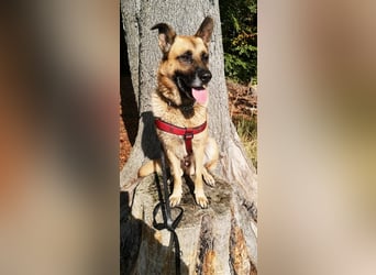 Phex sucht sein passendes Zuhause