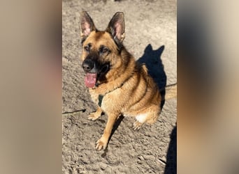 Phex sucht sein passendes Zuhause