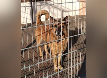 Phex sucht sein passendes Zuhause