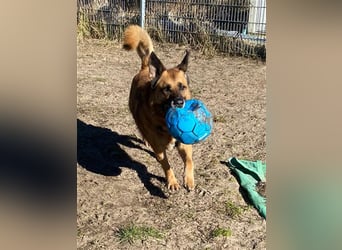 Phex sucht sein passendes Zuhause