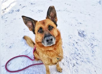 Phex sucht sein passendes Zuhause