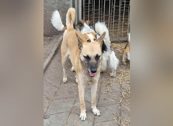 TALVI ♥ - Gefunden auf der Straße in Rumänien