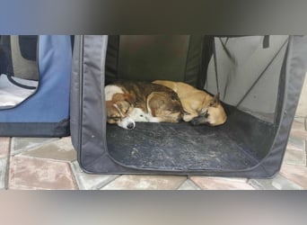 TALVI ♥ - Gefunden auf der Straße in Rumänien