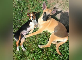 TALVI ♥ - Gefunden auf der Straße in Rumänien