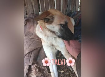 TALVI ♥ - Gefunden auf der Straße in Rumänien