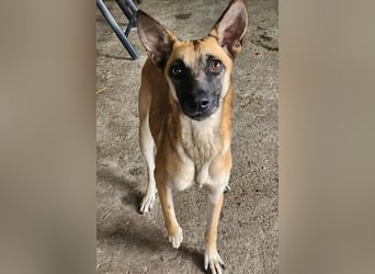 TALVI ♥ - Gefunden auf der Straße in Rumänien