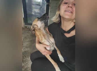 TALVI ♥ - Gefunden auf der Straße in Rumänien