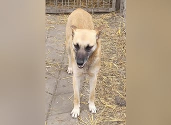 TALVI ♥ - Gefunden auf der Straße in Rumänien