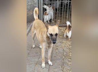 TALVI ♥ - Gefunden auf der Straße in Rumänien