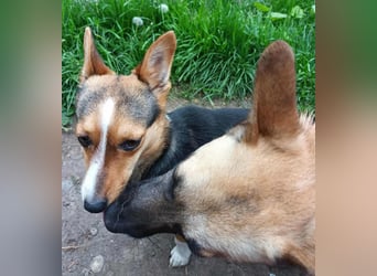 TALVI ♥ - Gefunden auf der Straße in Rumänien