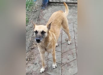 TALVI ♥ - Gefunden auf der Straße in Rumänien