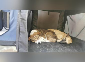 TALVI ♥ - Gefunden auf der Straße in Rumänien