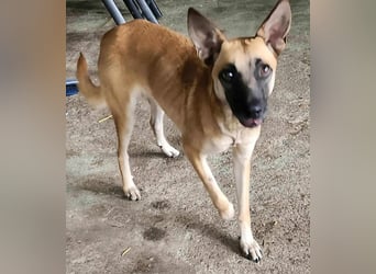 TALVI ♥ - Gefunden auf der Straße in Rumänien