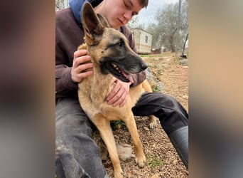 Moon – eine besondere Malinois-Hündin