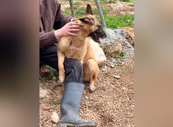 Moon – eine besondere Malinois-Hündin