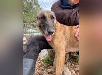 Moon – eine besondere Malinois-Hündin