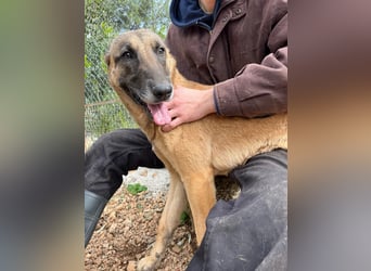 Moon – eine besondere Malinois-Hündin