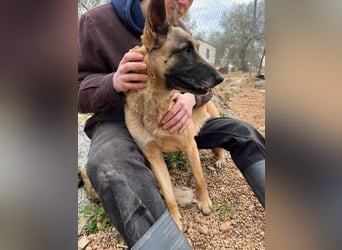 Moon – eine besondere Malinois-Hündin