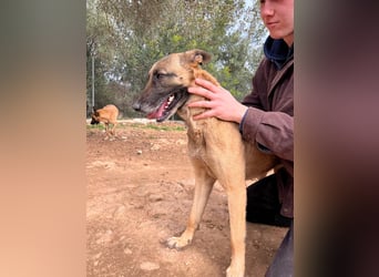 Moon – eine besondere Malinois-Hündin