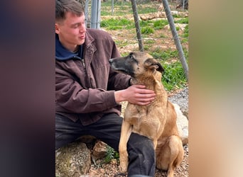 Moon – eine besondere Malinois-Hündin