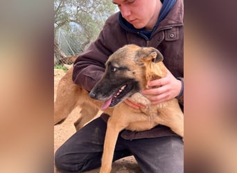 Moon – eine besondere Malinois-Hündin