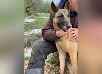Moon – eine besondere Malinois-Hündin