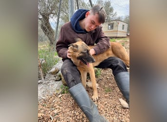 Moon – eine besondere Malinois-Hündin