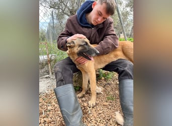 Moon – eine besondere Malinois-Hündin