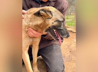 Moon – eine besondere Malinois-Hündin