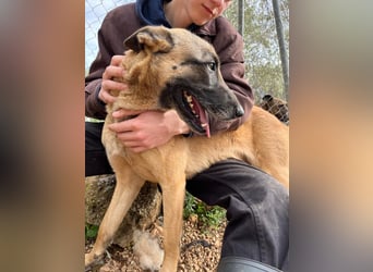 Moon – eine besondere Malinois-Hündin