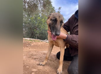 Moon – eine besondere Malinois-Hündin