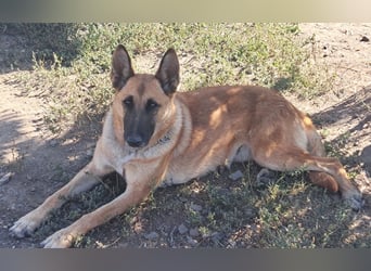 Freundliche Athena ( * 03/2022 ) sucht ihre Familie