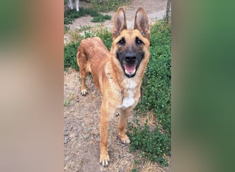Freundliche Athena ( * 03/2022 ) sucht ihre Familie