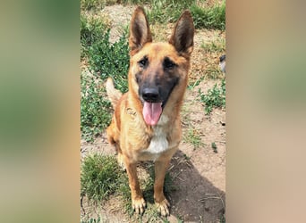 Freundliche Athena ( * 03/2022 ) sucht ihre Familie